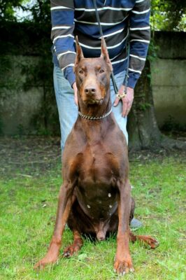 Dobermanns' Angels - Da adottare - Chisum