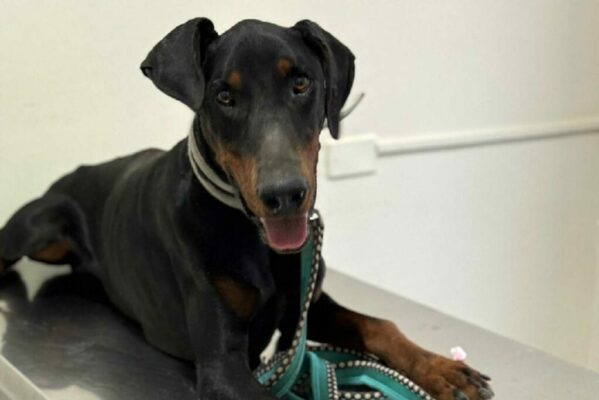 Dobermanns-Angels-da-adottare-Ken