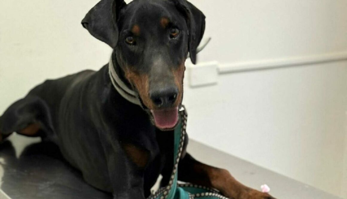 Dobermanns-Angels-da-adottare-Ken