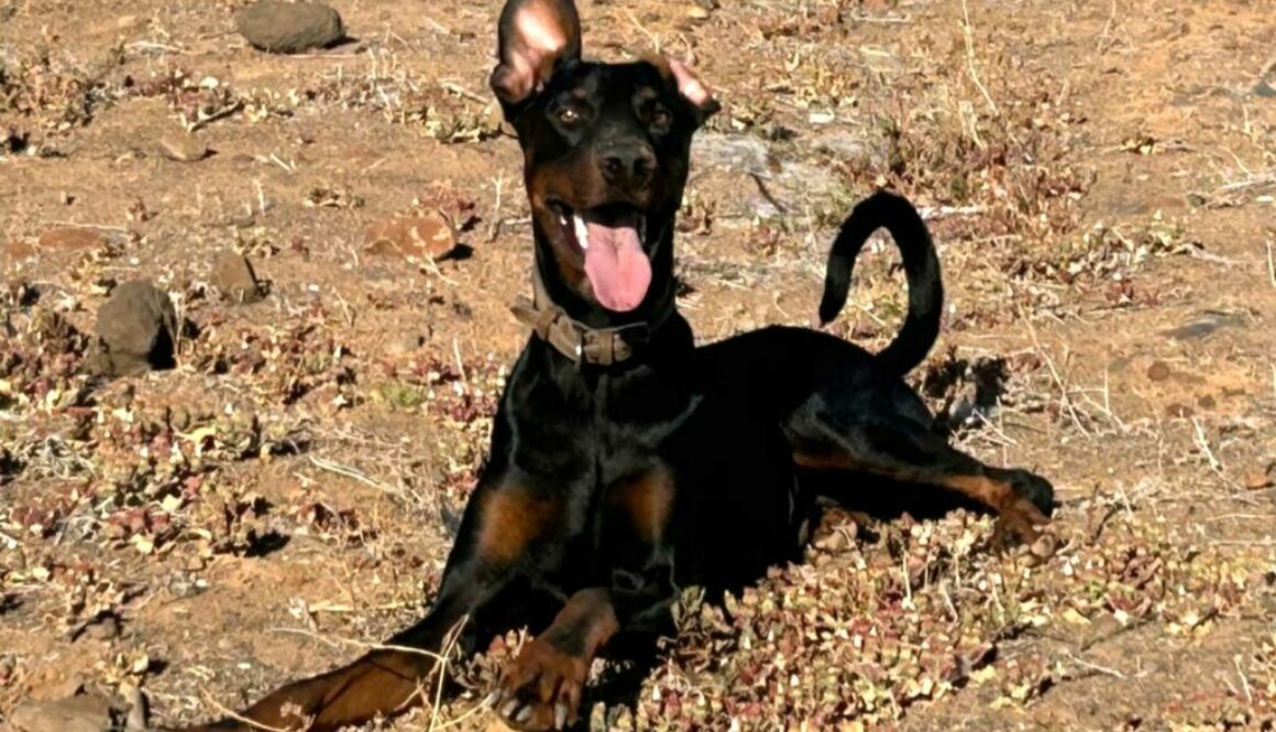 Dobermanns-Angels-da-adottare-Rex