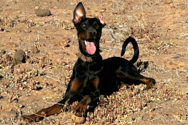 Dobermanns-Angels-da-adottare-Rex