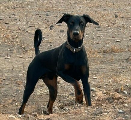 Dobermanns-Angels-da-adottare-Rex