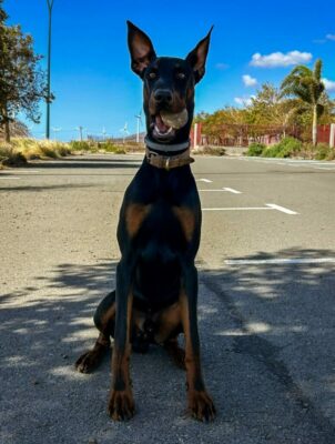 Dobermanns-Angels-da-adottare-Rex