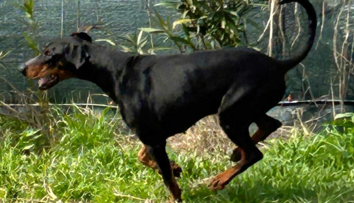 Dobermanns' Angels - Da adottare - Zeus