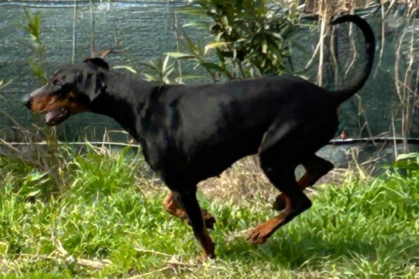 Dobermanns' Angels - Da adottare - Zeus