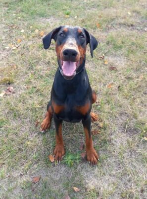 Dobermanns' Angels - Da adottare - Beretta