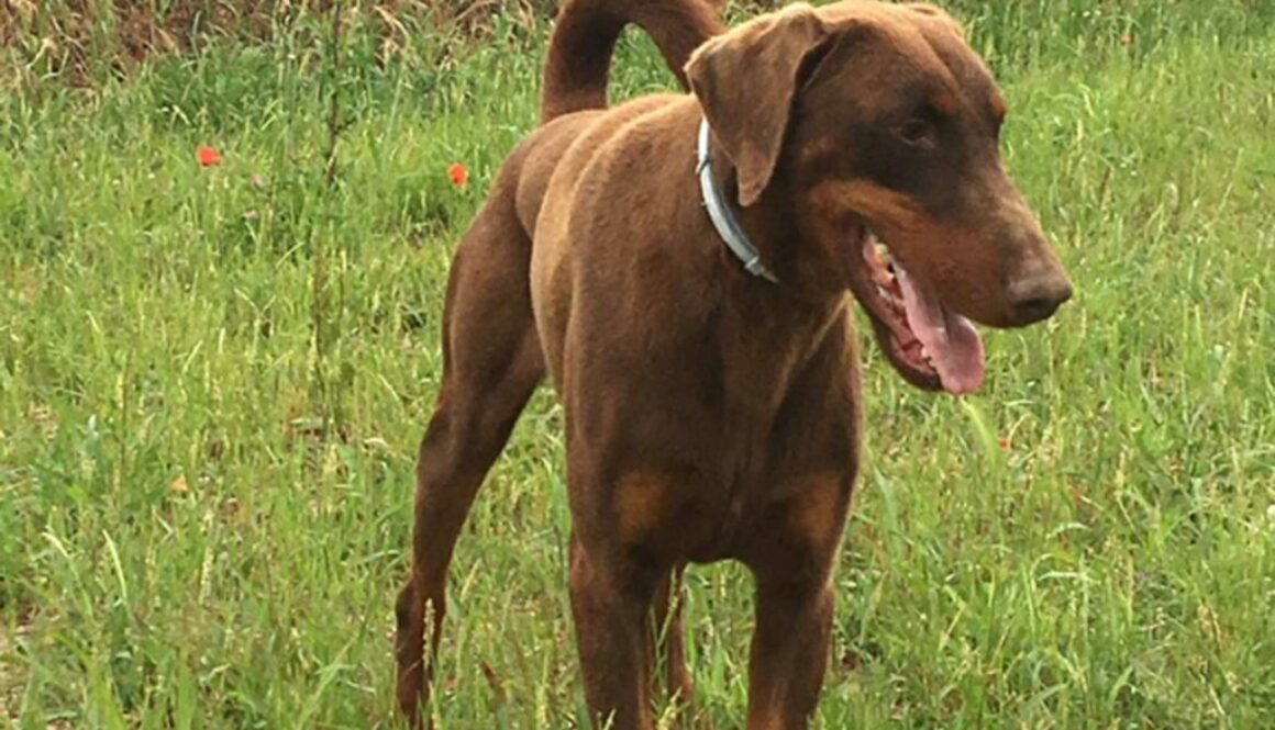 Dobermanns' Angels - Da adottare - Bim