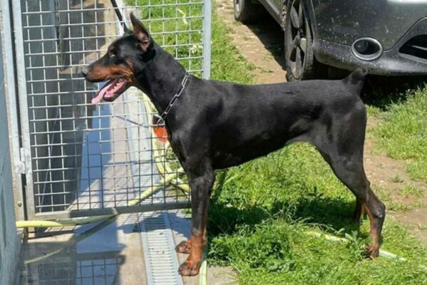 Dobermanns' Angels - Da adottare - Hana