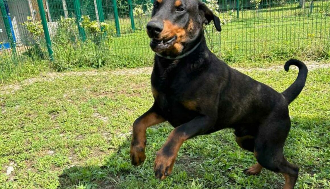 Dobermanns' Angels - Da adottare - Harley