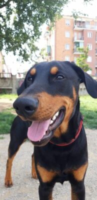 Dobermanns' Angels - Da adottare - Harley