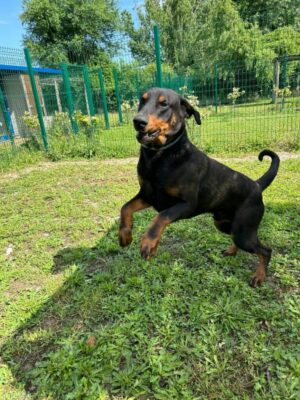 Dobermanns' Angels - Da adottare - Harley