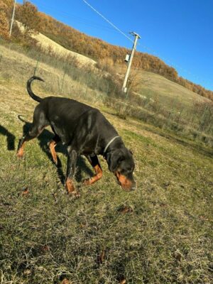 Dobermanns' Angels - Da adottare - Jack