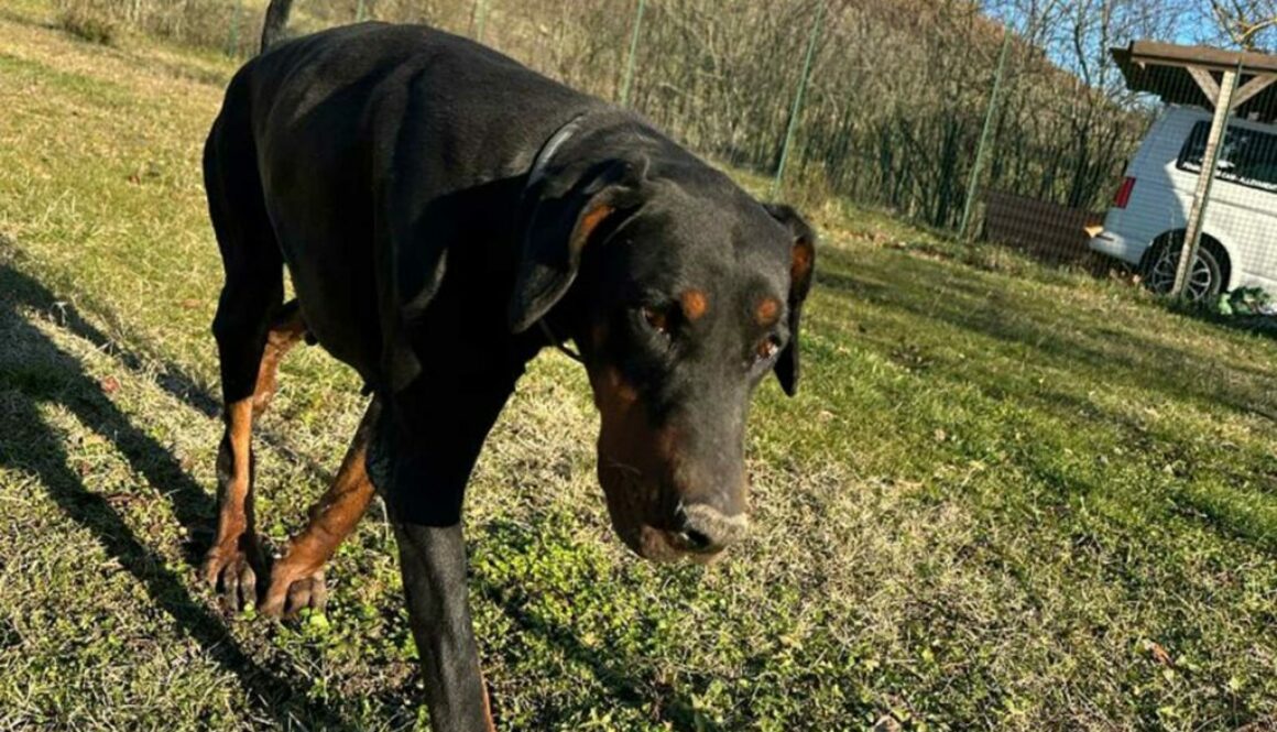 Dobermanns' Angels - Da adottare - Jack