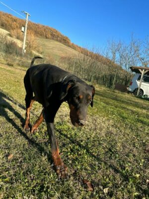 Dobermanns' Angels - Da adottare - Jack