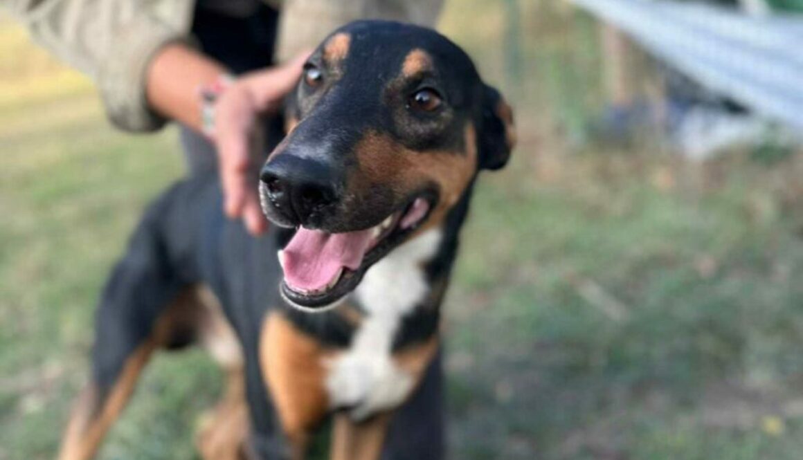 Dobermanns' Angels - Da adottare - Milo